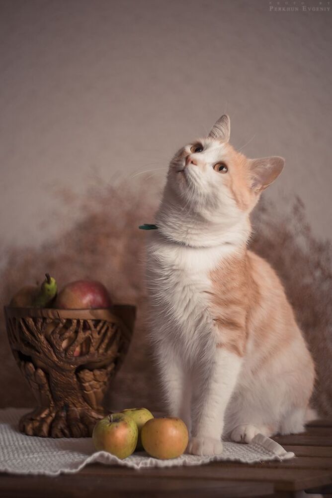 НатюрКОТ