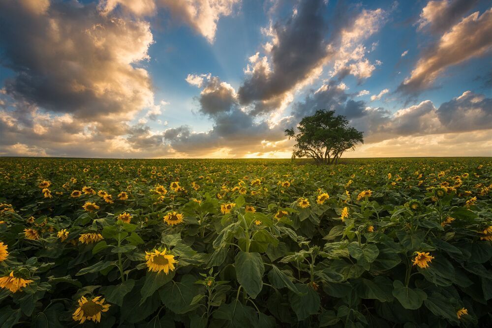 Landscapes, nightscapes & dreamscapes