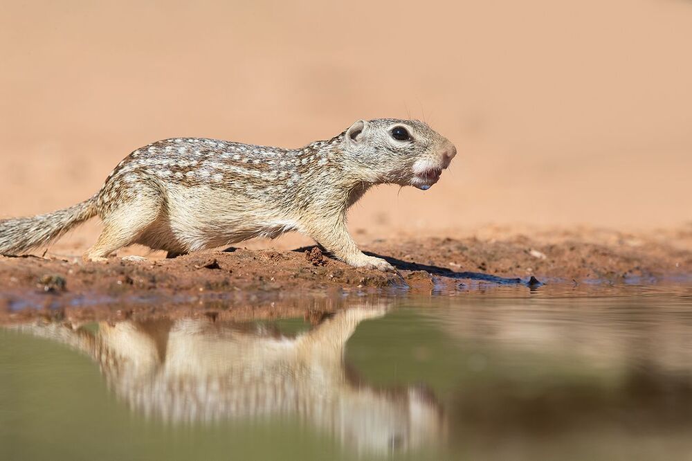 Земляная Белка на водопое -Mexican ground squirrel