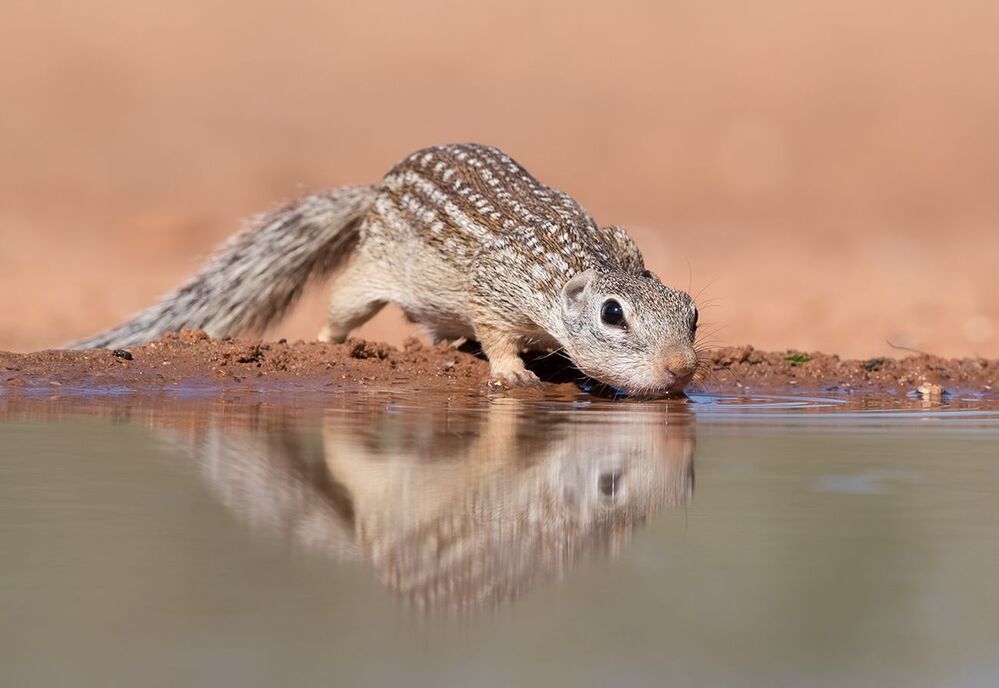 Земляная Белка на водопое -Mexican ground squirrel