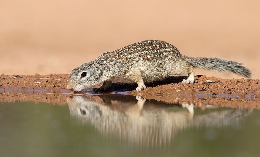 Земляная Белка на водопое -Mexican ground squirrel