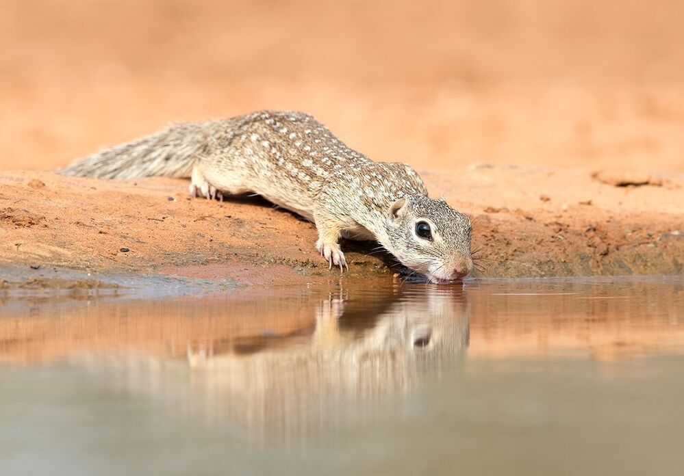 Земляная Белка на водопое -Mexican ground squirrel
