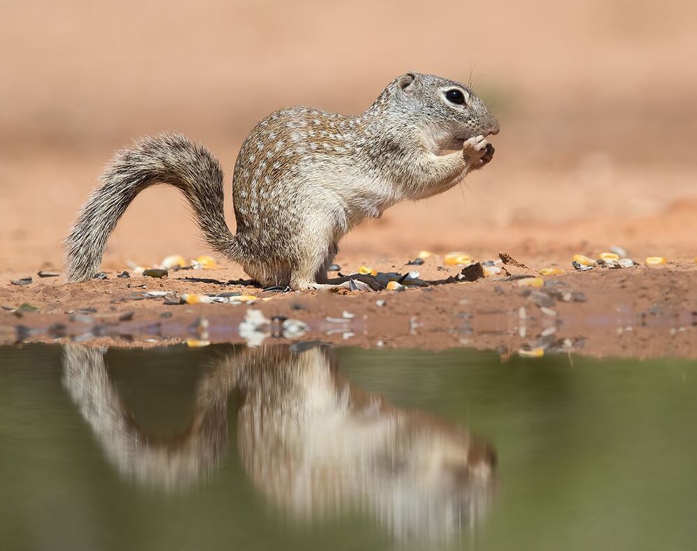 Земляная Белка на водопое -Mexican ground squirrel