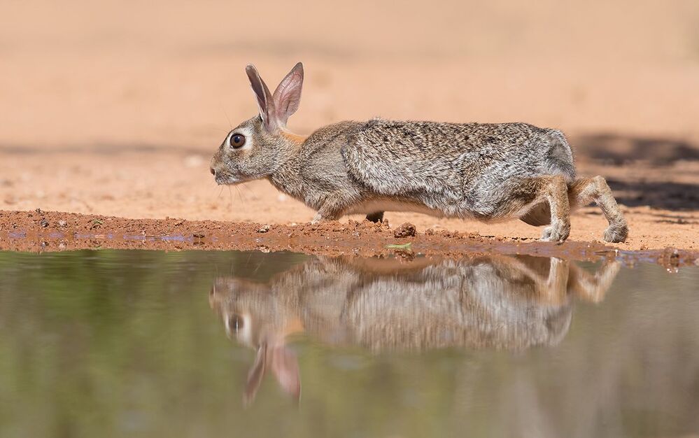 Флоридский кролик - Eastern cottontail