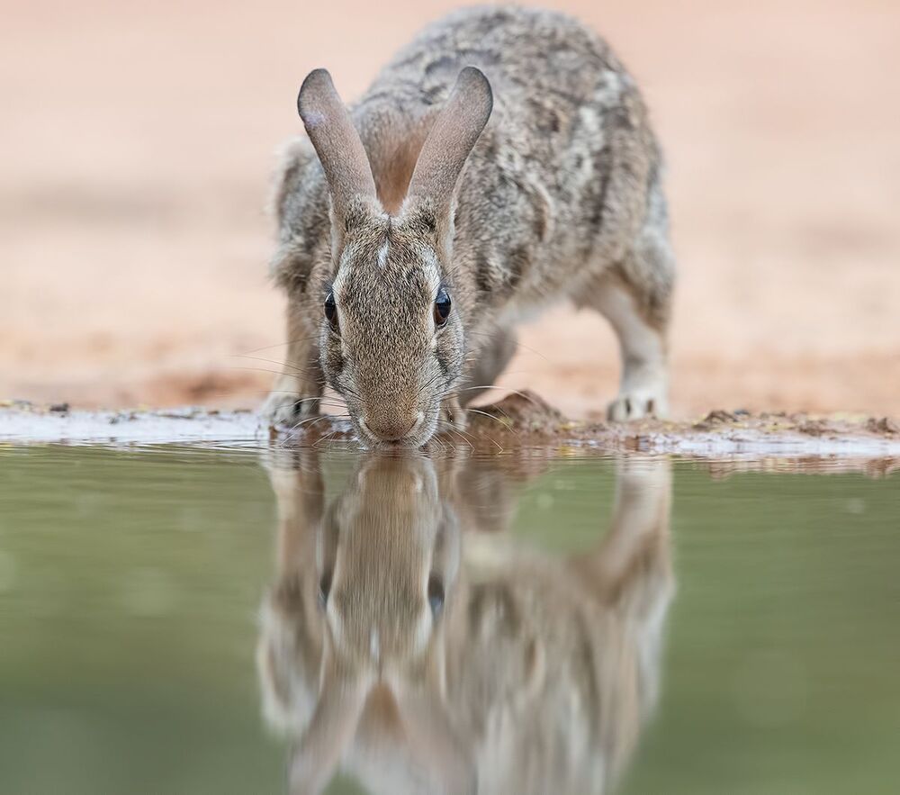 Флоридский кролик - Eastern cottontail