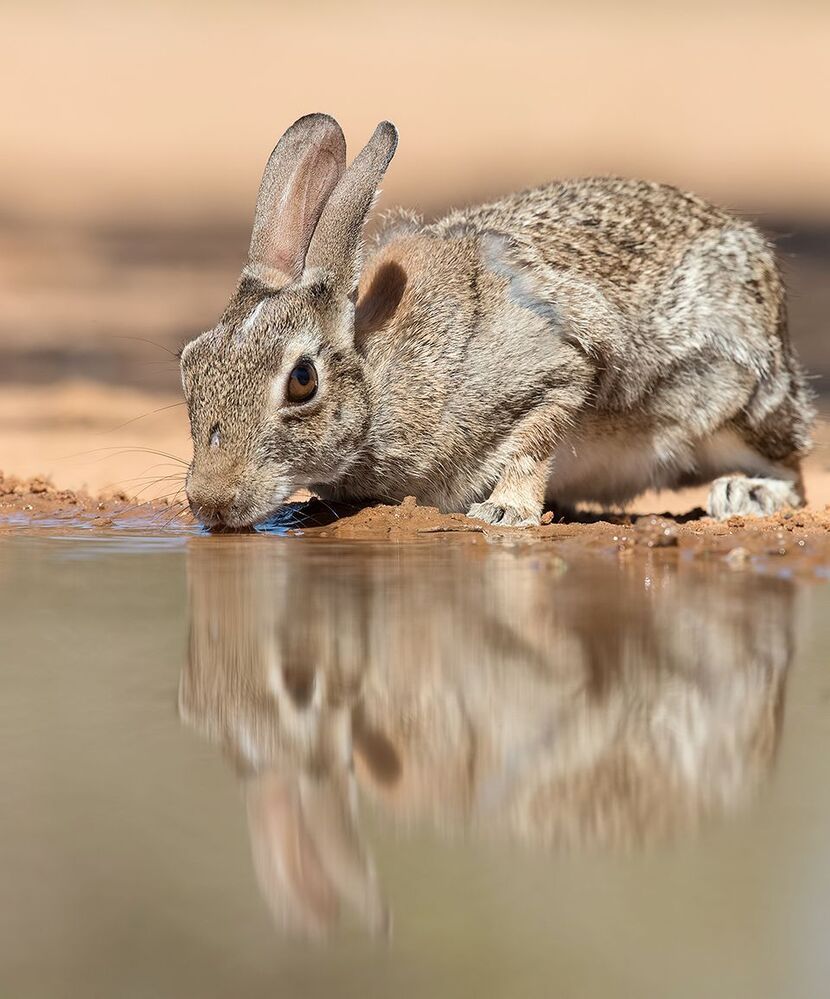 Флоридский кролик - Eastern cottontail