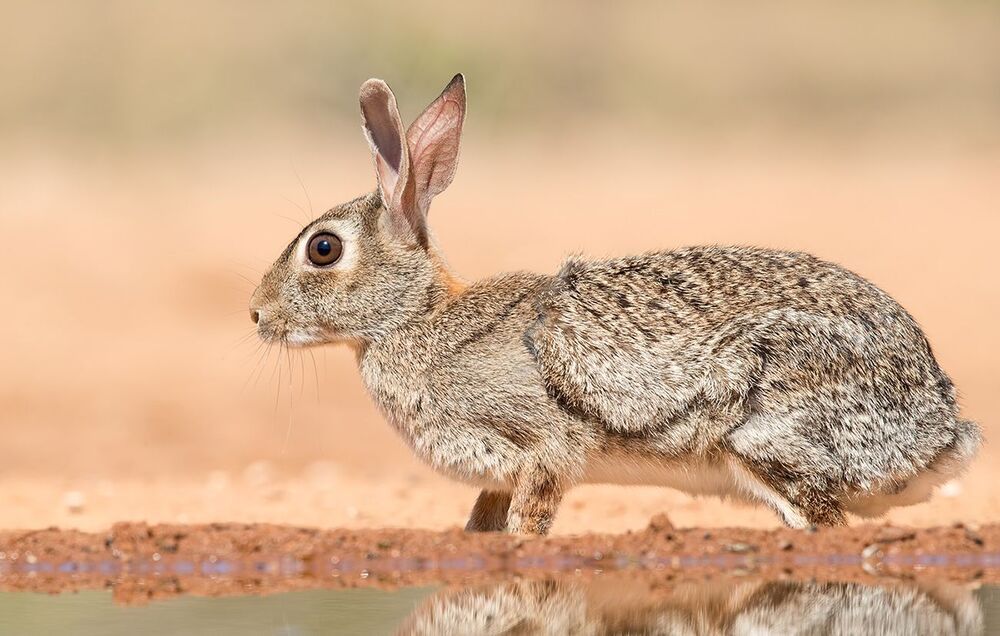 Флоридский кролик - Eastern cottontail