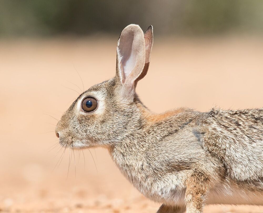 Флоридский кролик - Eastern cottontail