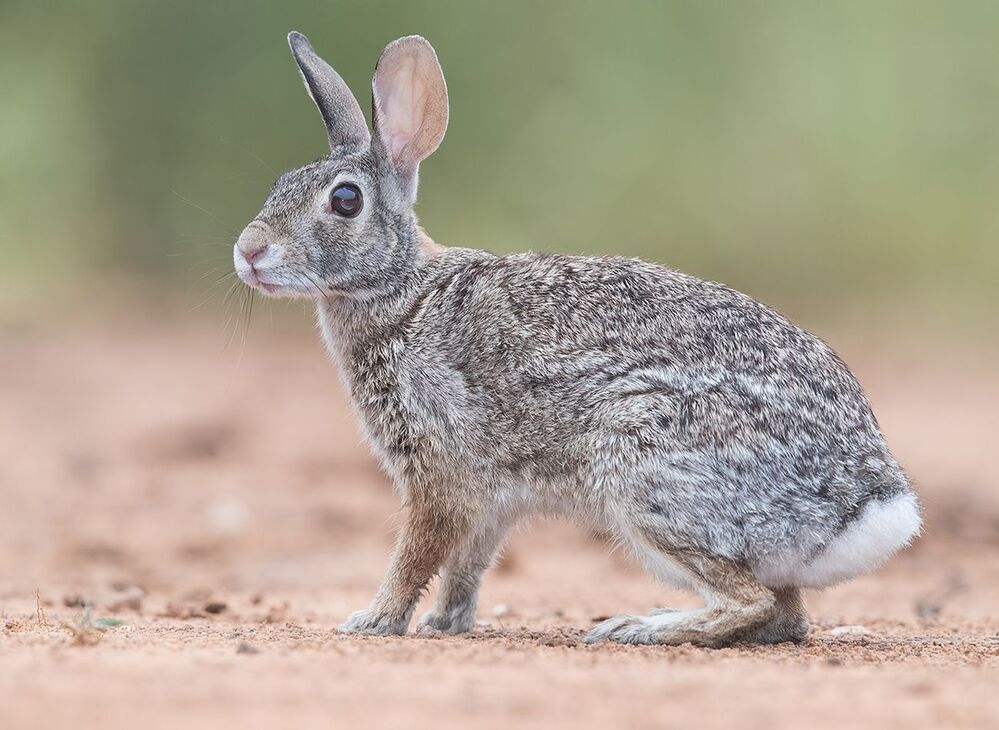 Флоридский кролик - Eastern cottontail