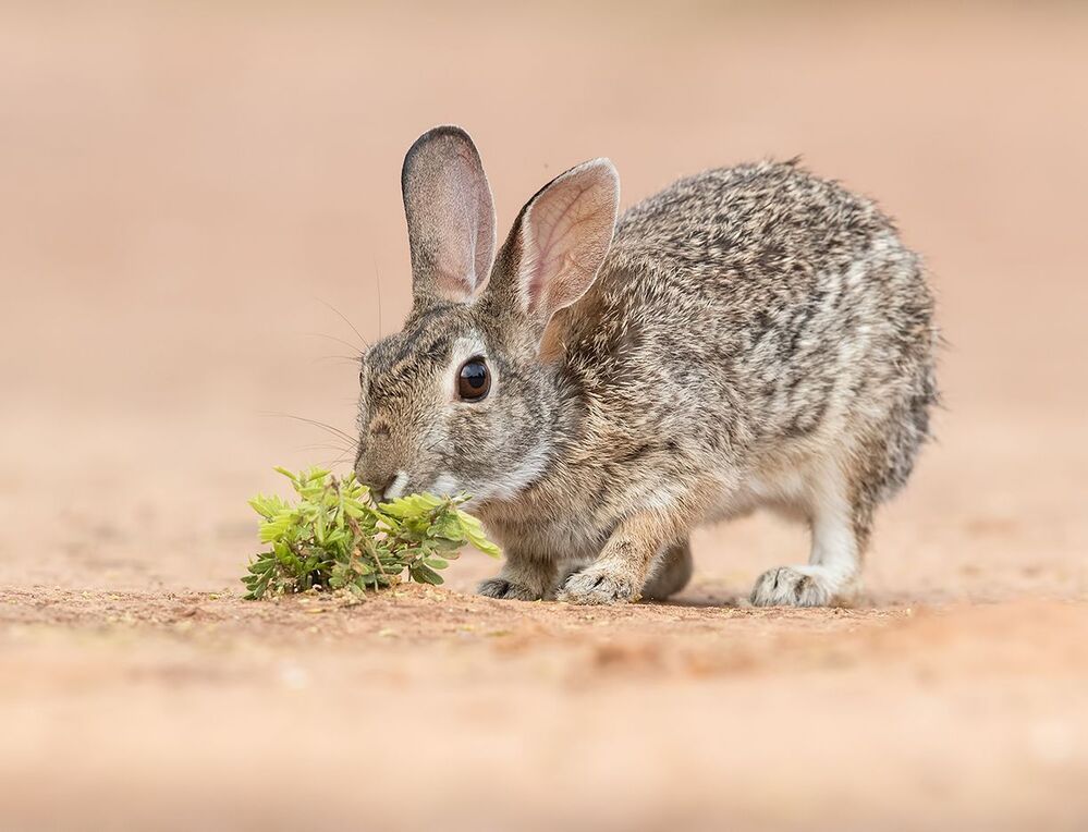 Флоридский кролик - Eastern cottontail