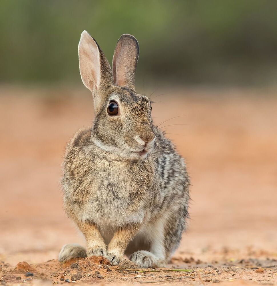 Флоридский кролик - Eastern cottontail