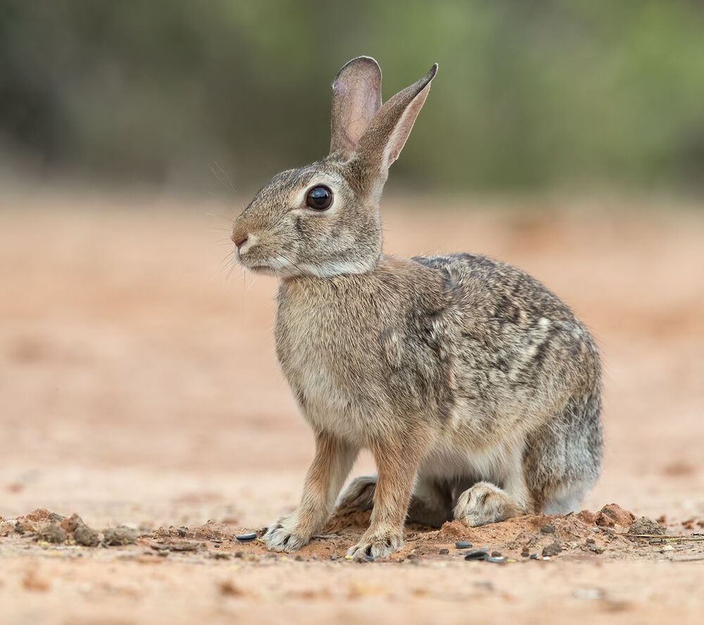 Флоридский кролик - Eastern cottontail