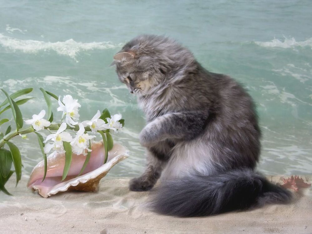 - А какие там цветы!
