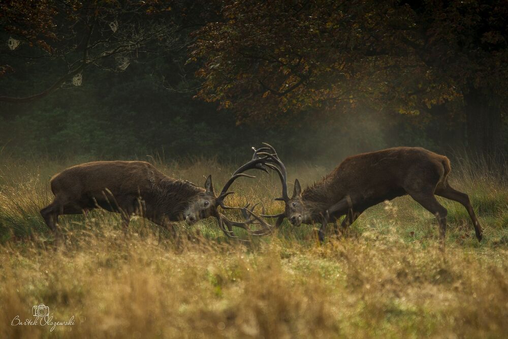 1wildshot
