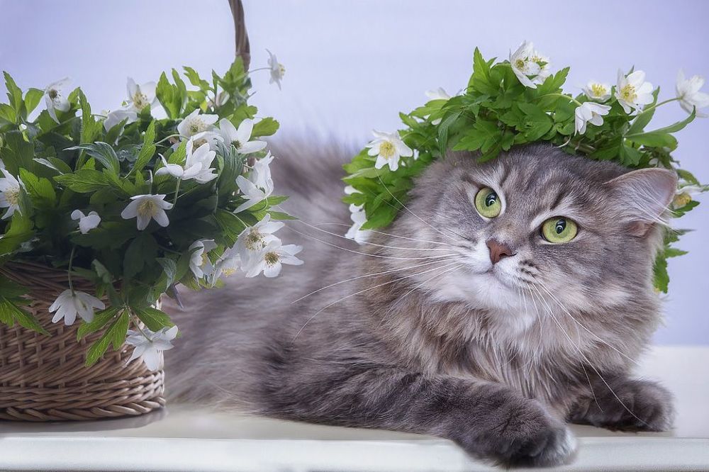 Мисс Весна