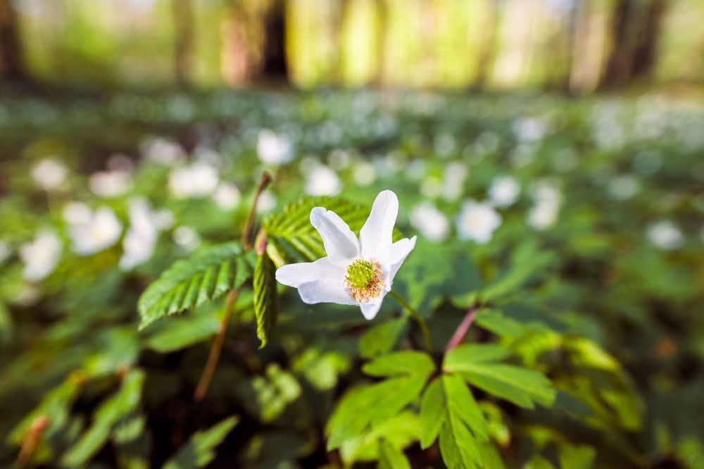Anemone nemorosa I