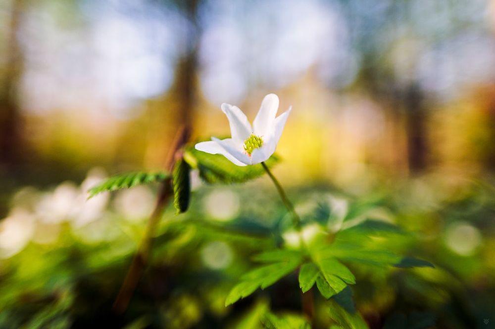 Anemone nemorosa II
