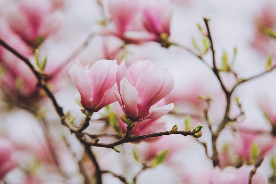 Magnolia
