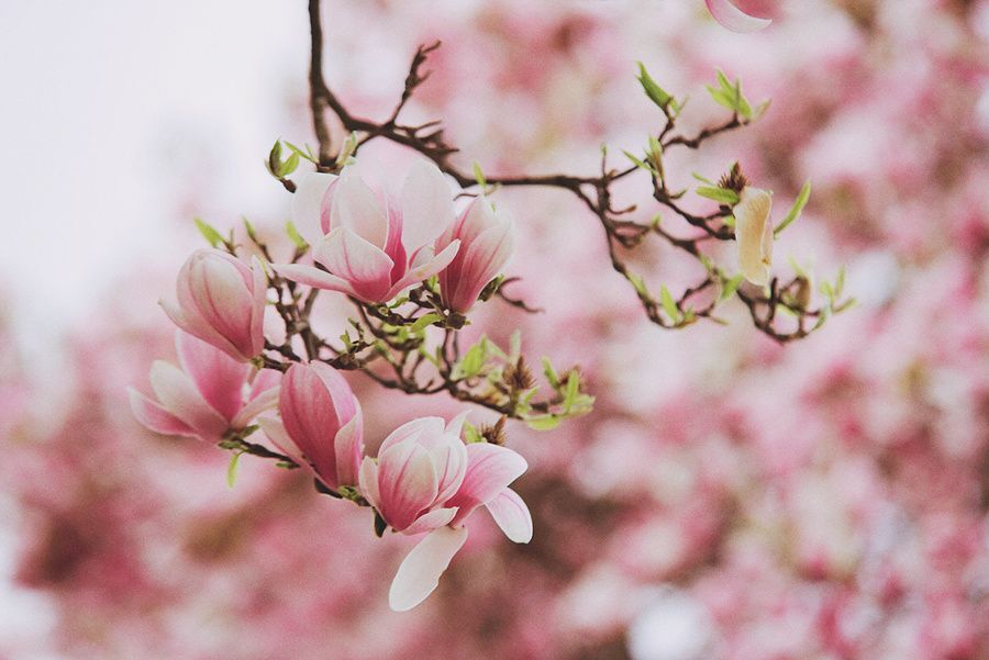 Magnolia
