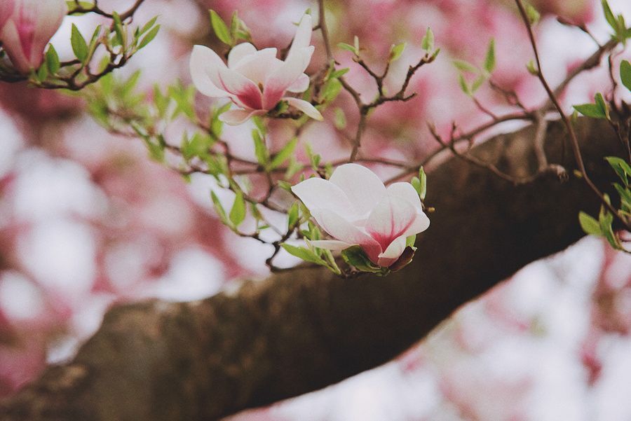 Magnolia