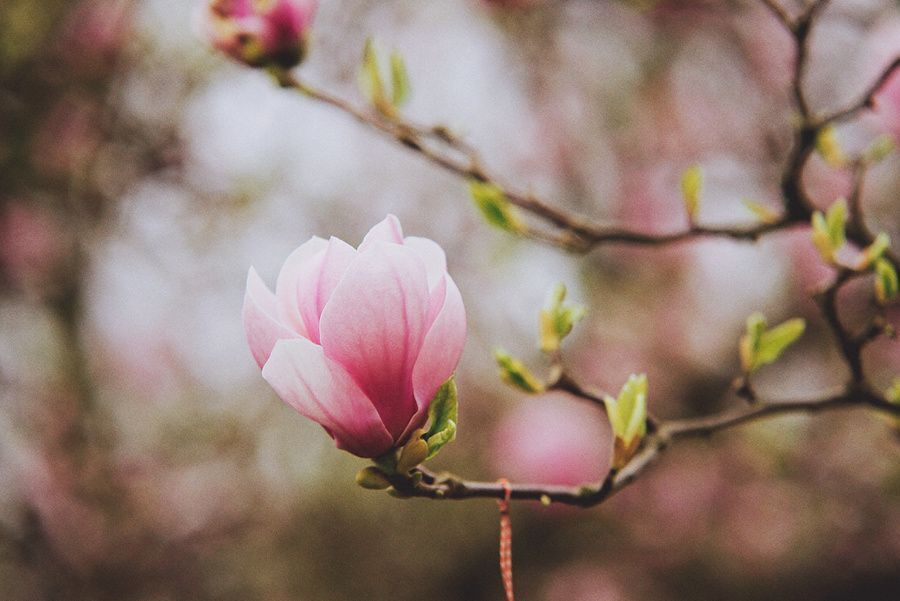 Magnolia