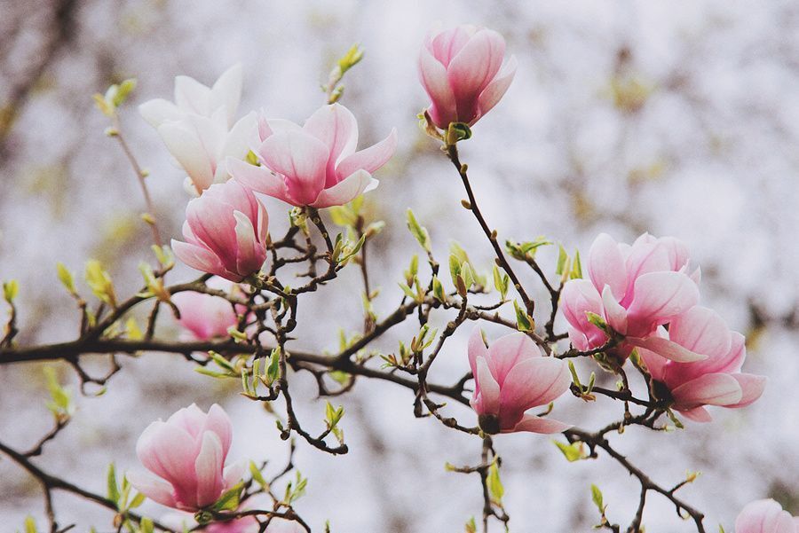 Magnolia