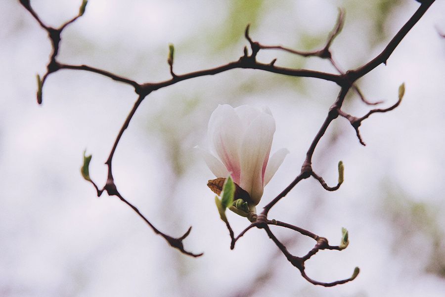 Magnolia