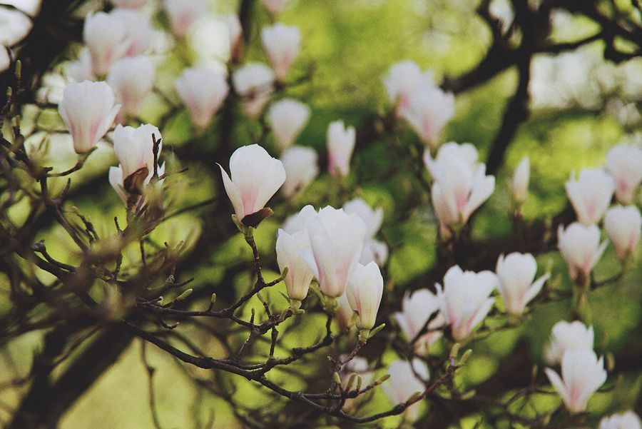 Magnolia