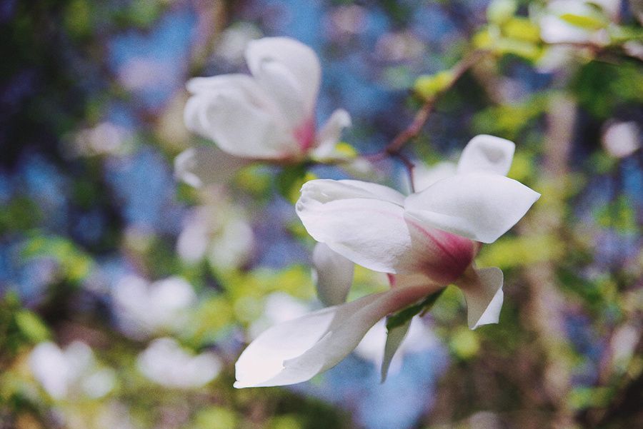 Magnolia