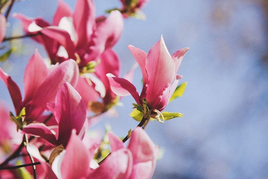 Magnolia
