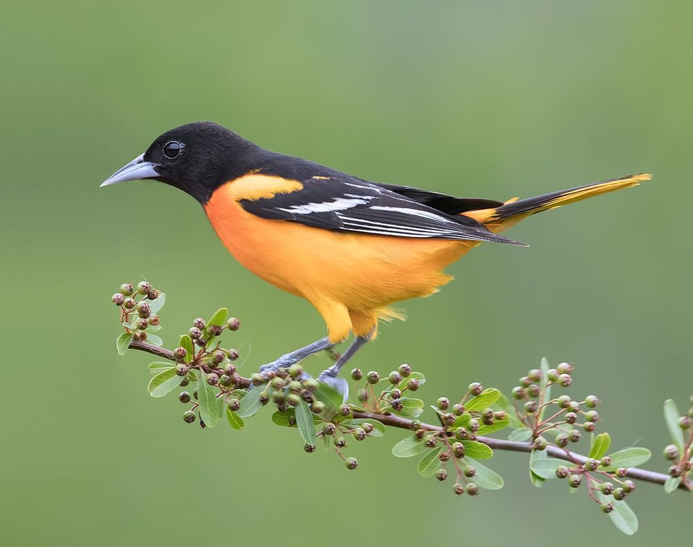 Baltimore Oriole. Балтиморская иволга или Балтиморский цветной трупиал