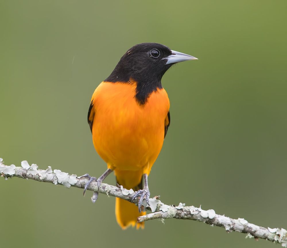 Baltimore Oriole. Балтиморская иволга или Балтиморский цветной трупиал