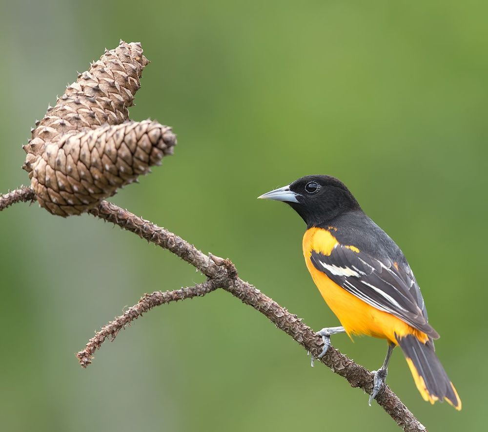 Baltimore Oriole. Балтиморская иволга или Балтиморский цветной трупиал