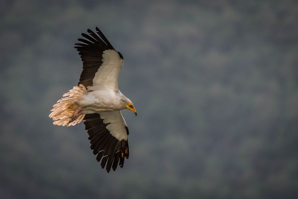 Egyptian Vulture