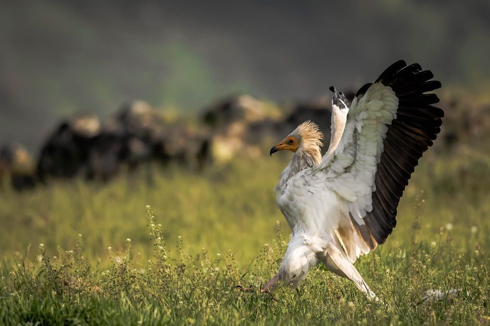 Egyptian Vulture
