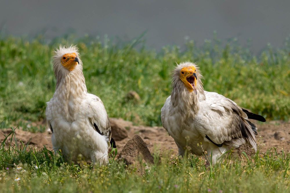 Egyptian Vulture