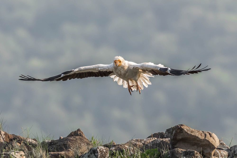 Egyptian Vulture