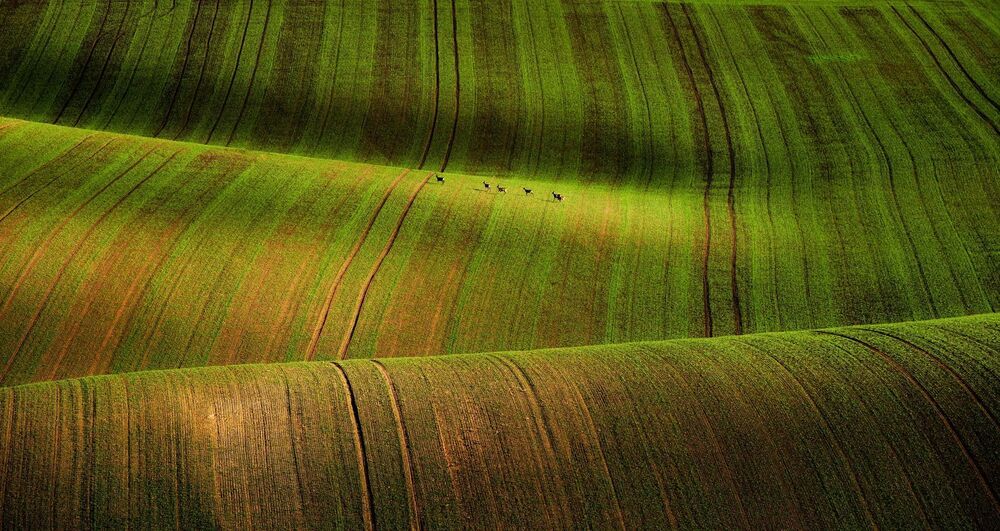 Moravia Tuscony