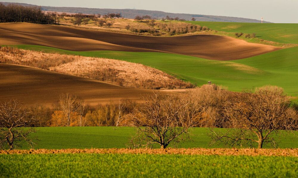 Moravia Tuscony