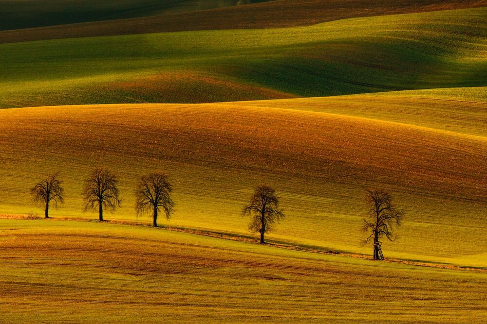Moravia Tuscony