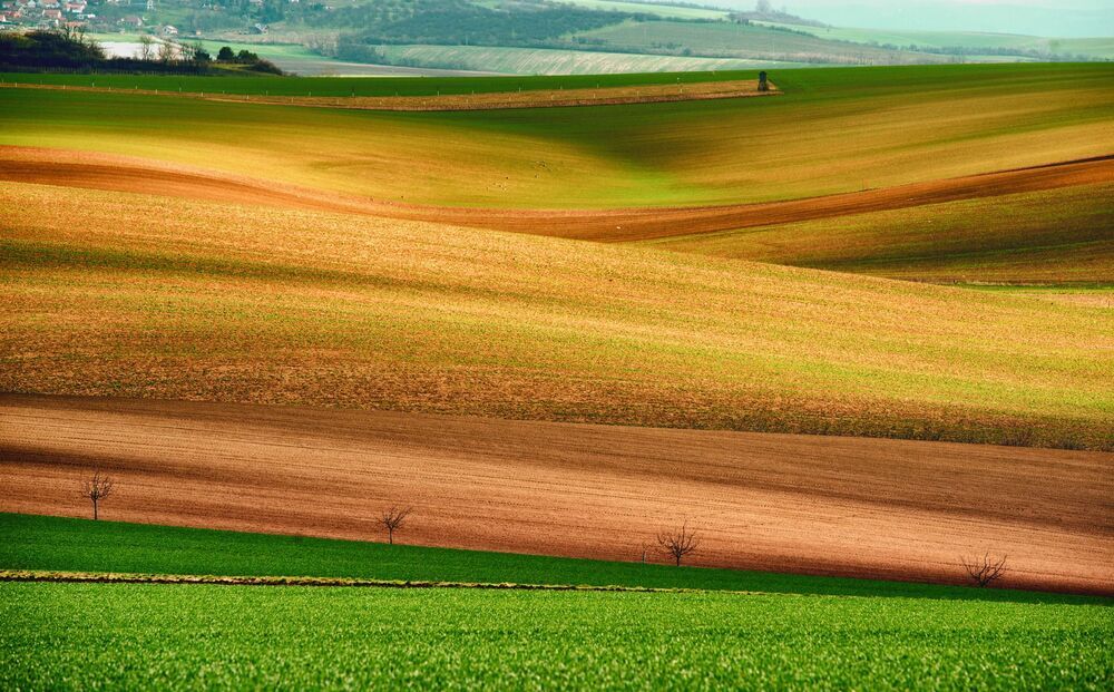 Moravia Tuscony