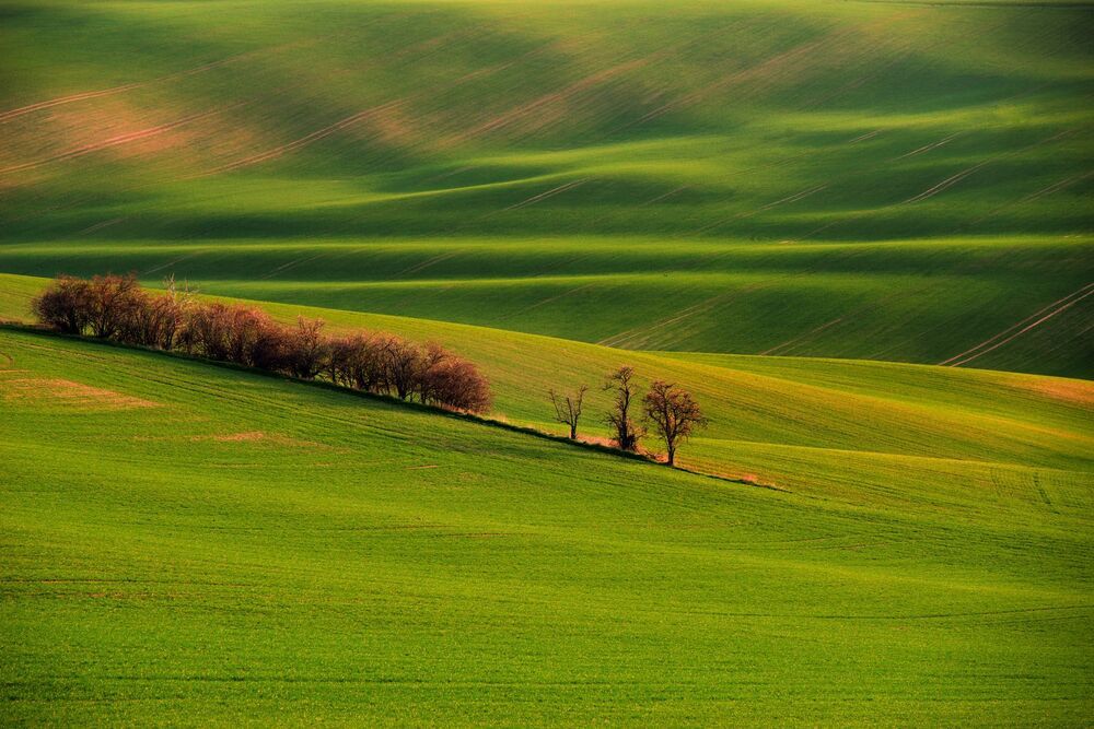 Moravia Tuscony