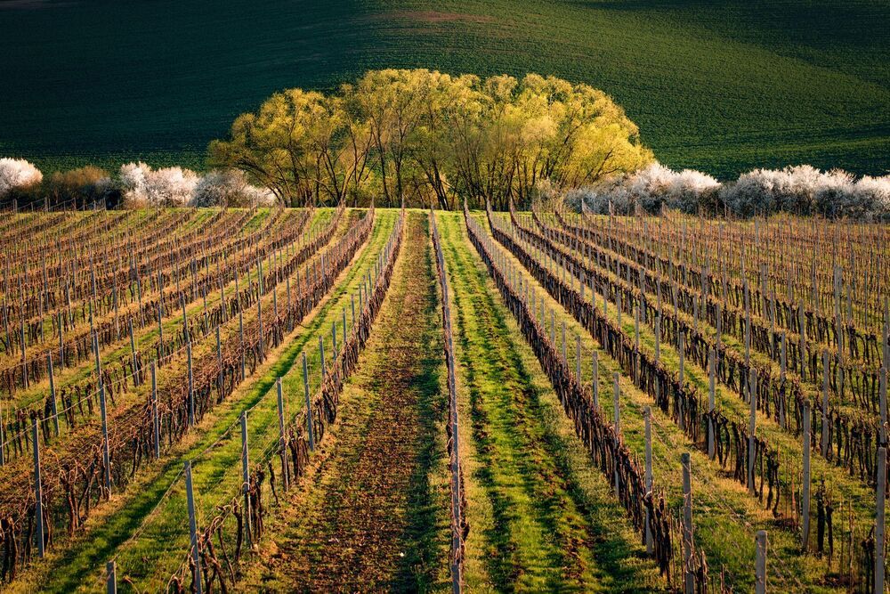 Moravia Tuscony