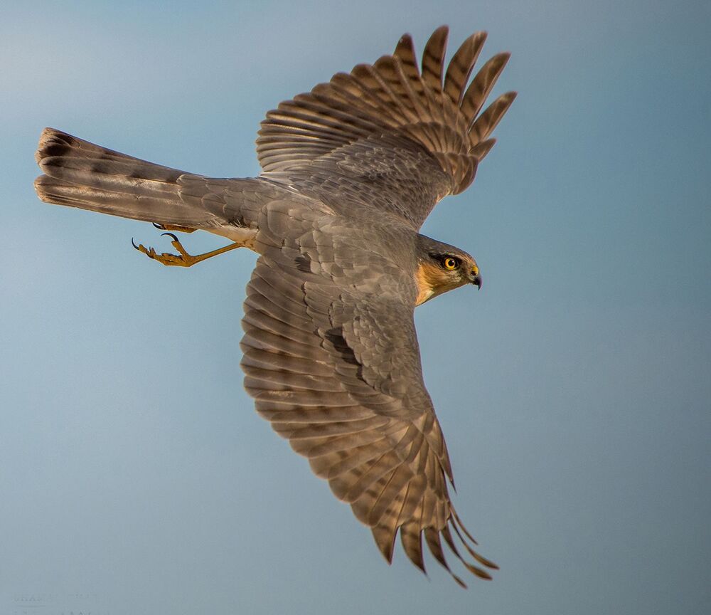 nature and wildlife photography