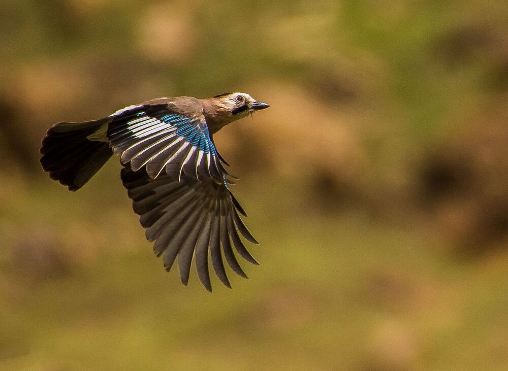 nature and wildlife photography
