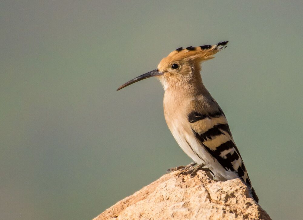 nature and wildlife photography