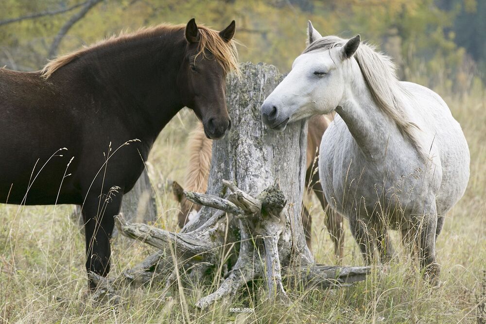 Photo 1270558