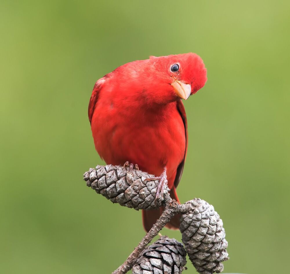 Summer tanager -Алая пиранга