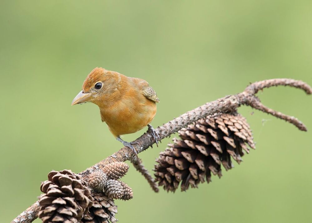 Summer tanager -Алая пиранга