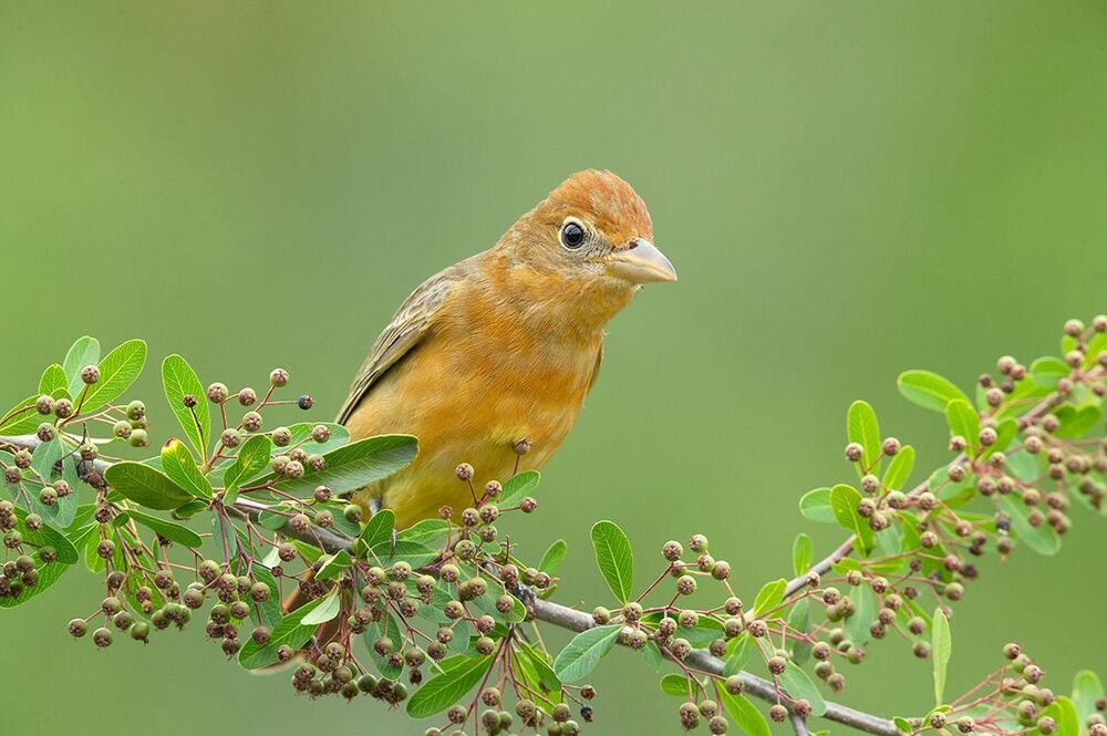 Summer tanager -Алая пиранга